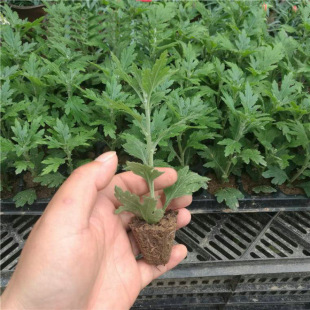 ��ջ������Ե����ļ��_�����´�տ�ʳ���҃����̨�ͺ���ջ���