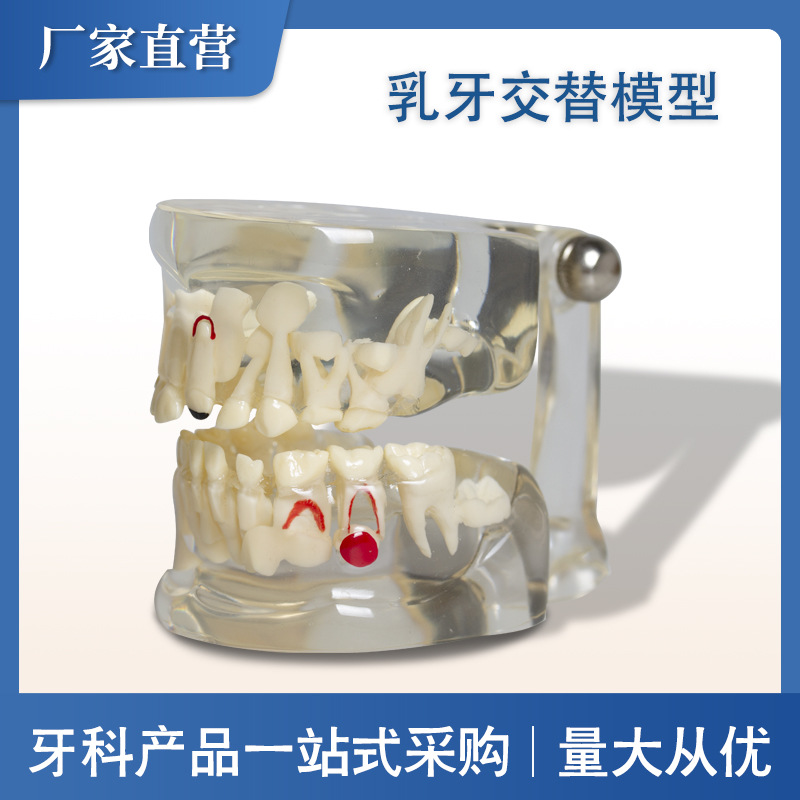 Modelo de dientes alternos, dientes postizos, materiales dentales orales, modelo de comunicación para enseñanza, modelo de dientes de leche para niños, dientes de leche y permanentes