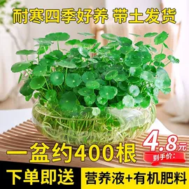 盆栽;花盆容器;月季蔷薇植物