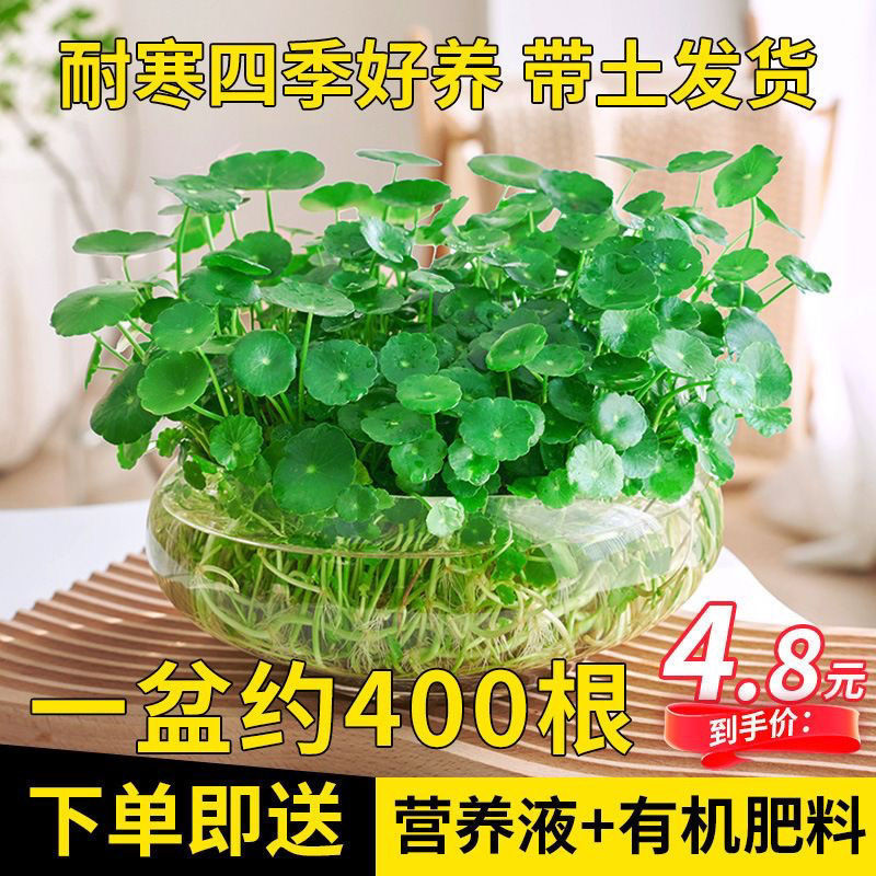 Copper Money Grass Bonsai Large-Leaf Hydroponic Plant Florals Easy to Grow Indoor Potted Living Room Water-Raised Money Grass Desktop Green Plants