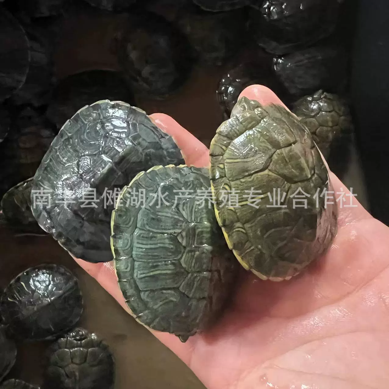 Бразильская черепахаPet turtle Brazilian turtle сеянцы большая Бразильская черепаха витрины многоцветный маленький черепашонок живой организм оптовая продажа