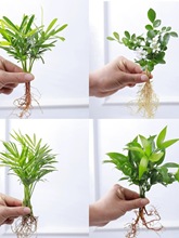 鸭脚木盆栽花卉袖珍椰子小竹柏桌面水培植物吉利红办公室内绿植