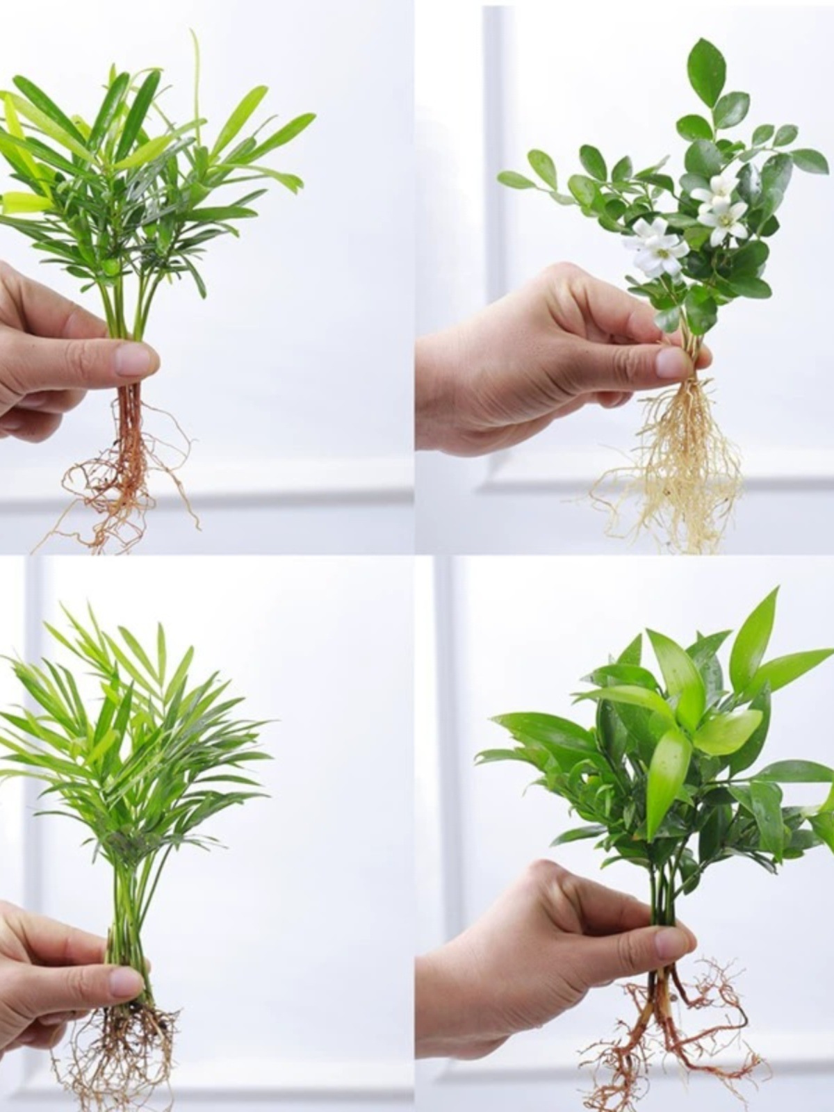 鸭脚木盆栽花卉袖珍椰子小竹柏桌面水培植物吉利红办公室内绿植