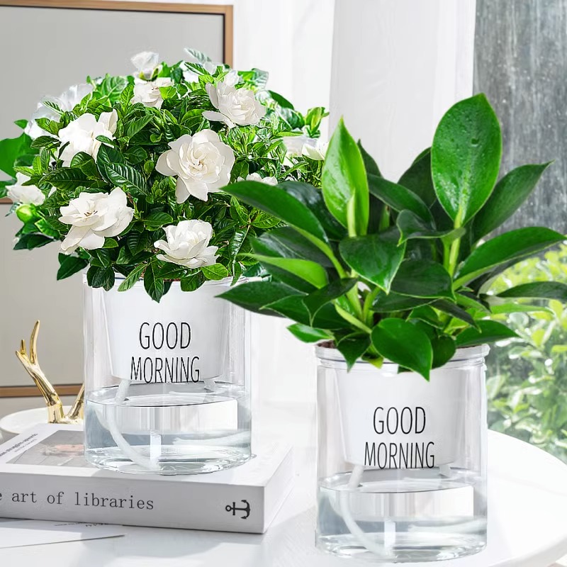 [화분 2개 세트] 골든 다이아몬드 + 치자나무 + [굿모닝 화분 2개] + 영양액