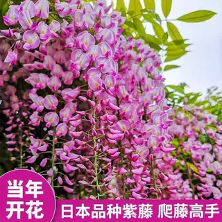 爬藤植物长穗紫藤树苗紫藤萝苗盆栽阳台庭院凉亭围墙攀援花苗浓香