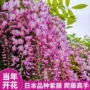 盆栽浓香庭院攀援紫藤