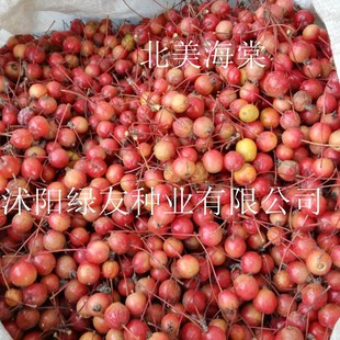 ���l����N���������ı������Ĵ��z���ķN�Ӽ޽��O���@�־G���Nֲ