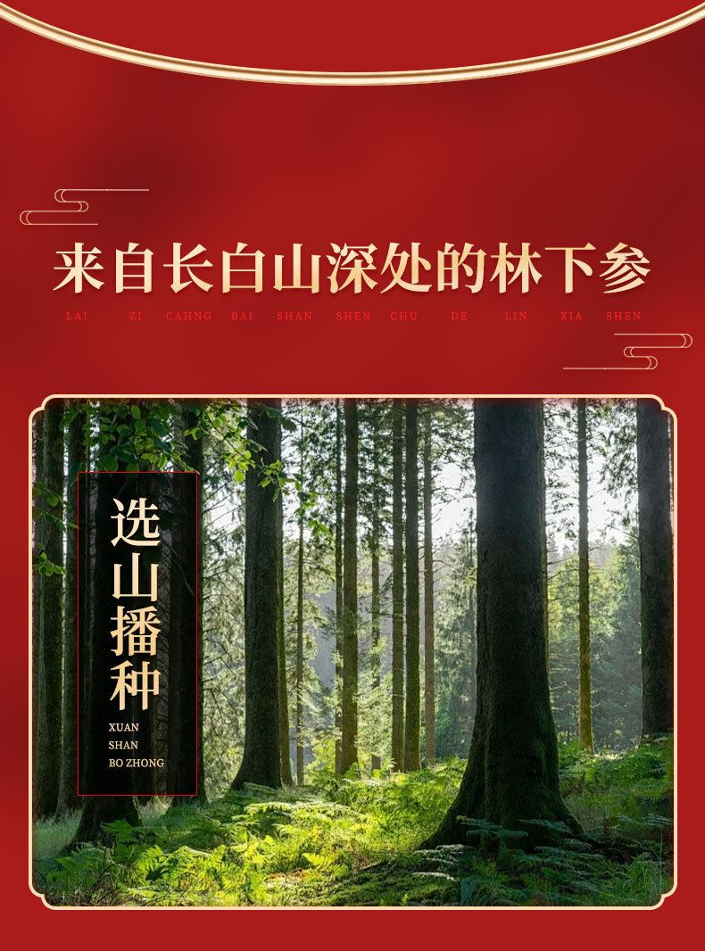 Changbai Mountain Forest-Grown Ginseng Sun-Dried Whole Roots 6 Roots Gift Box for Soup and Wine specifications
