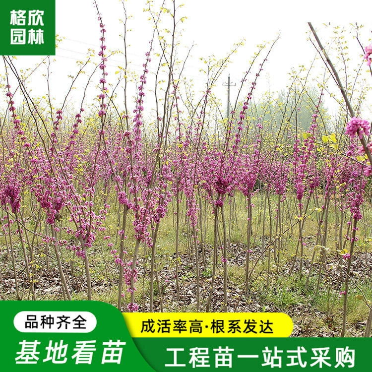 Гигантские саженцы баухинии Вилла Дорога растения для украшения Четыре сезона декоративные цветы цветочные клумбы в горшках, полные красного цвета