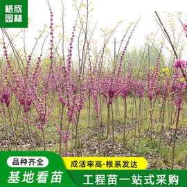 巨型紫荆树苗别墅道路美化植物四季观赏花卉盆栽花坛丛生满条红