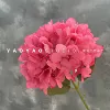 Single hydrangea rose red