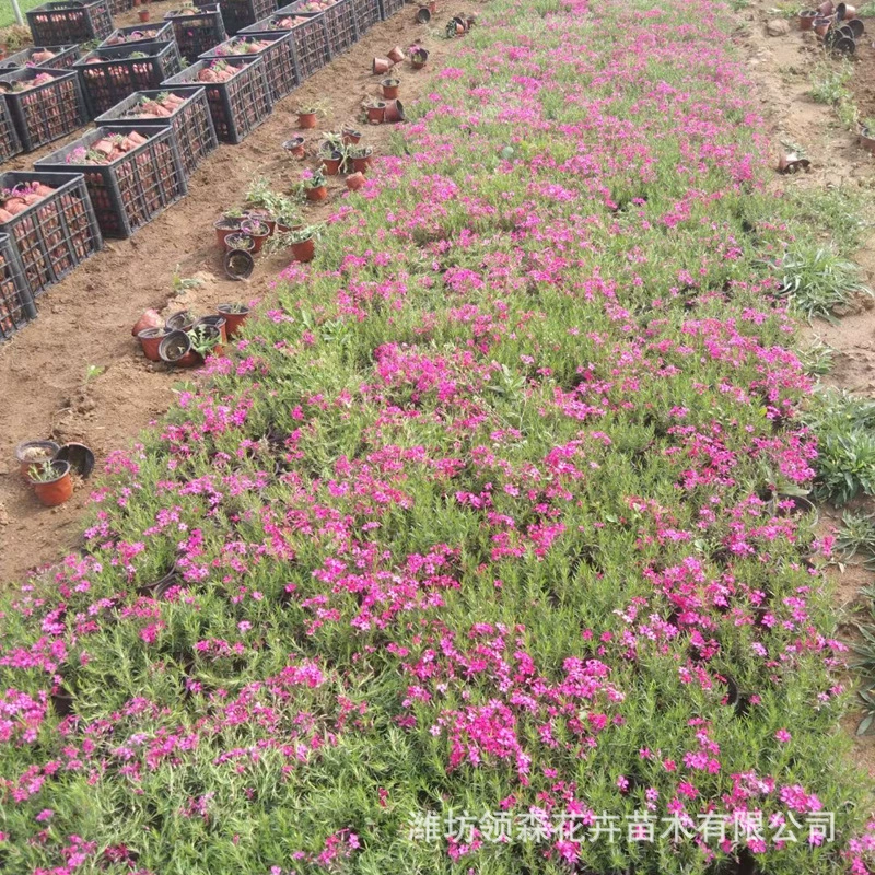 Для ландшафтных проектов в Цинчжоу мы используем травяной вишневый куст, кустарник Phlox и прямостоящий Phlox, чтобы создать цветочные морские пейзажи.