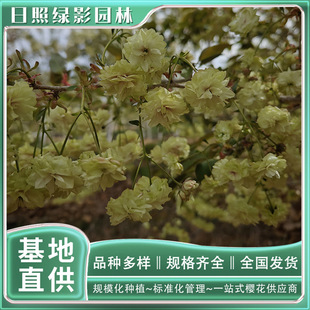 6�����ĥ���t�������ُ�I ���ڙѻ���������Xһ��