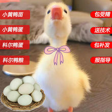 鴨種蛋新鮮白羽寵物鴨科爾可達鴨蛋小型好養受精蛋可孵化小黃鴨蛋
