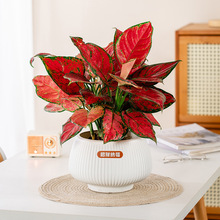 ��܎���ϼӺ��֬�����������w���滨���ɫ�̨�p��ϲ�c�tɫ����