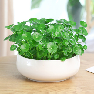 Moneywort Indoor Hydroponic Plant Office Desktop Potted Moneywort Water-Grown Green Plant Flower Absorbs Formaldehyde