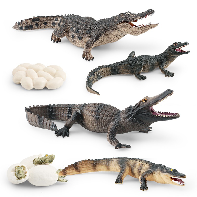 Amazon simulación bosque animal cocodrilo modelo de ciclo de crecimiento de los niños cognición proceso de crecimiento del cocodrilo chino adornos
