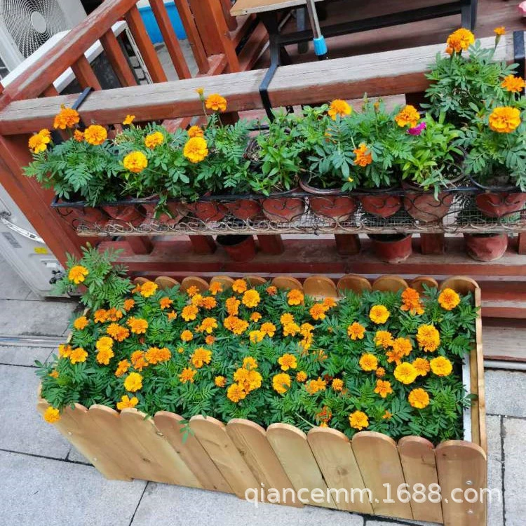 Семена павлина Морозостойкие Четыре сезона Посев цветов Растения Горшечные Ландшафтные инженерные садовые цветы Морские цветы и растения Семена цветов