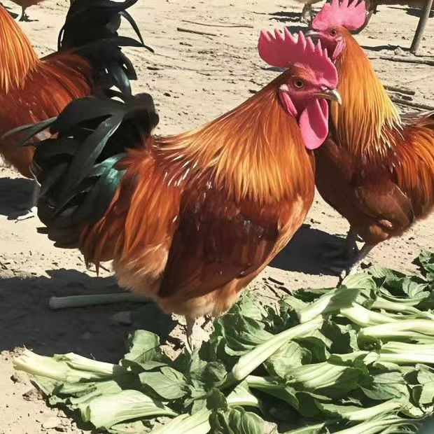 脱温红玉鸡苗活体成年红玉公鸡下蛋母鸡散养土鸡苗笨鸡批发价格