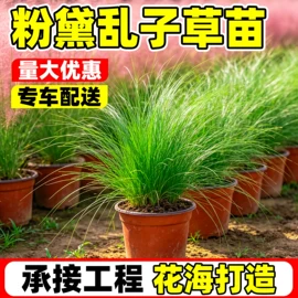 盆栽;园林果树;乔木