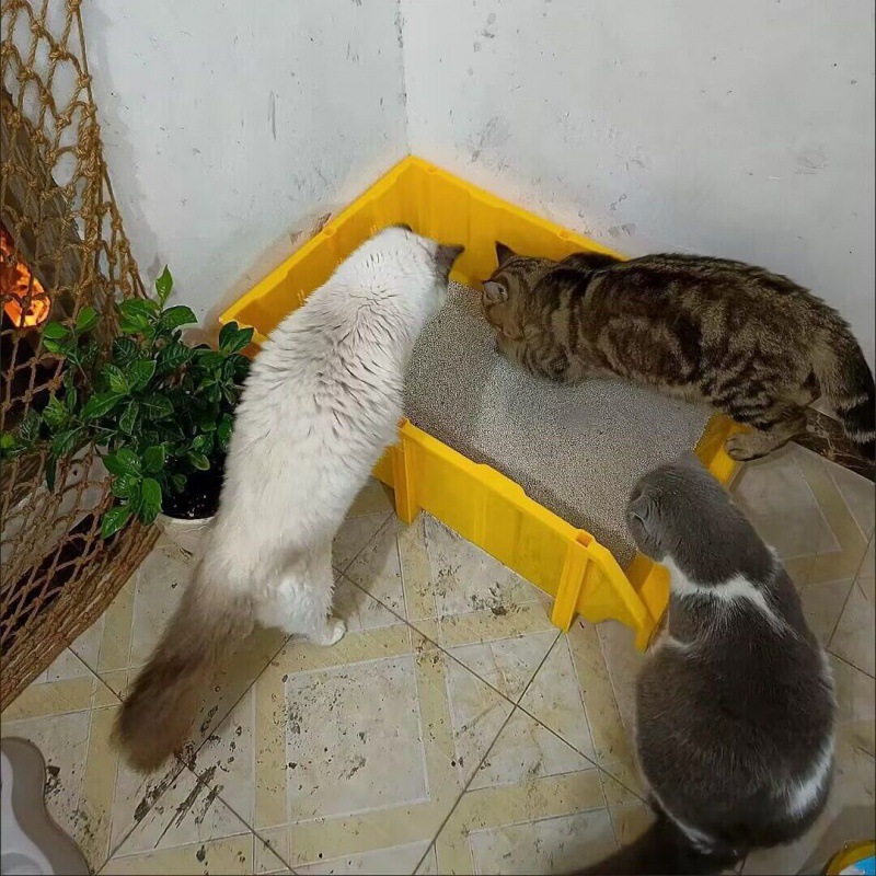 Cat Sandbowl, Maine, gran tamaño, gran volumen de trabajo, gran tamaño abierto