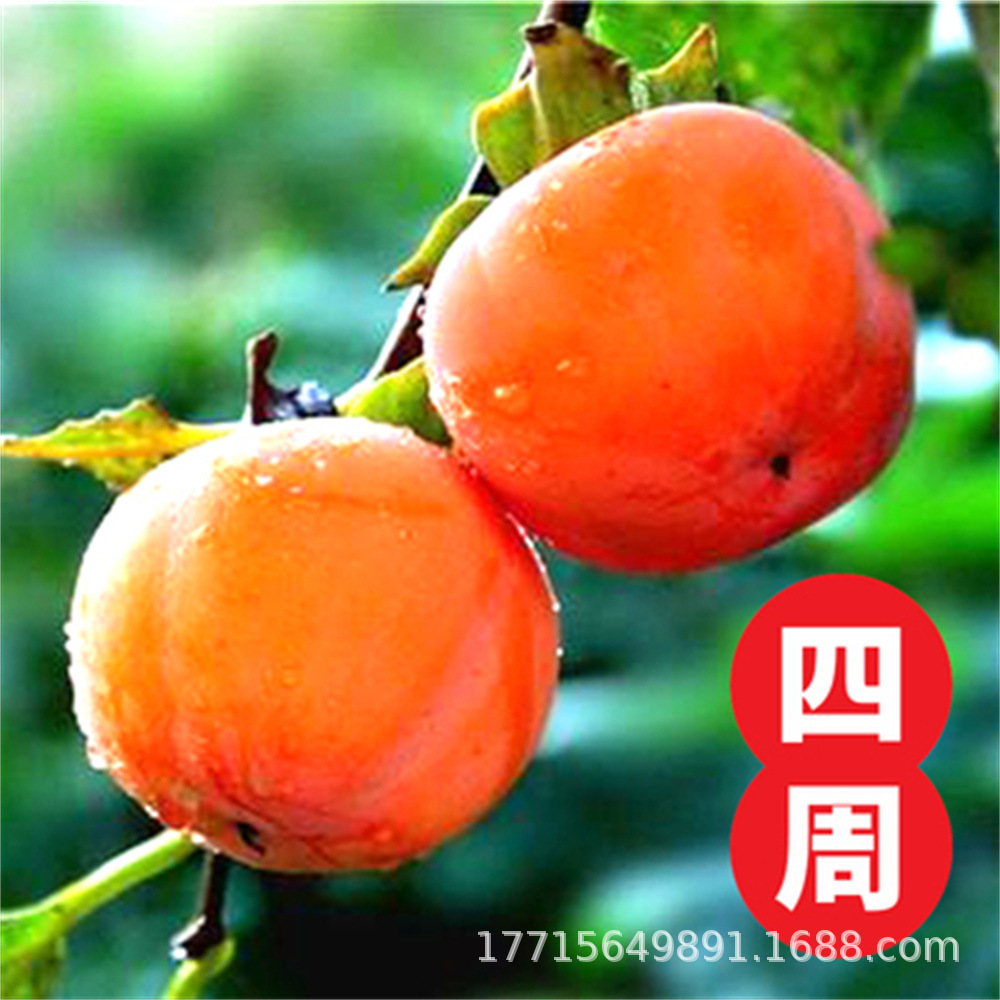 现货日本甜柿子树果树苗木胎里红柿结果早易丰产即摘即食柿子树苗