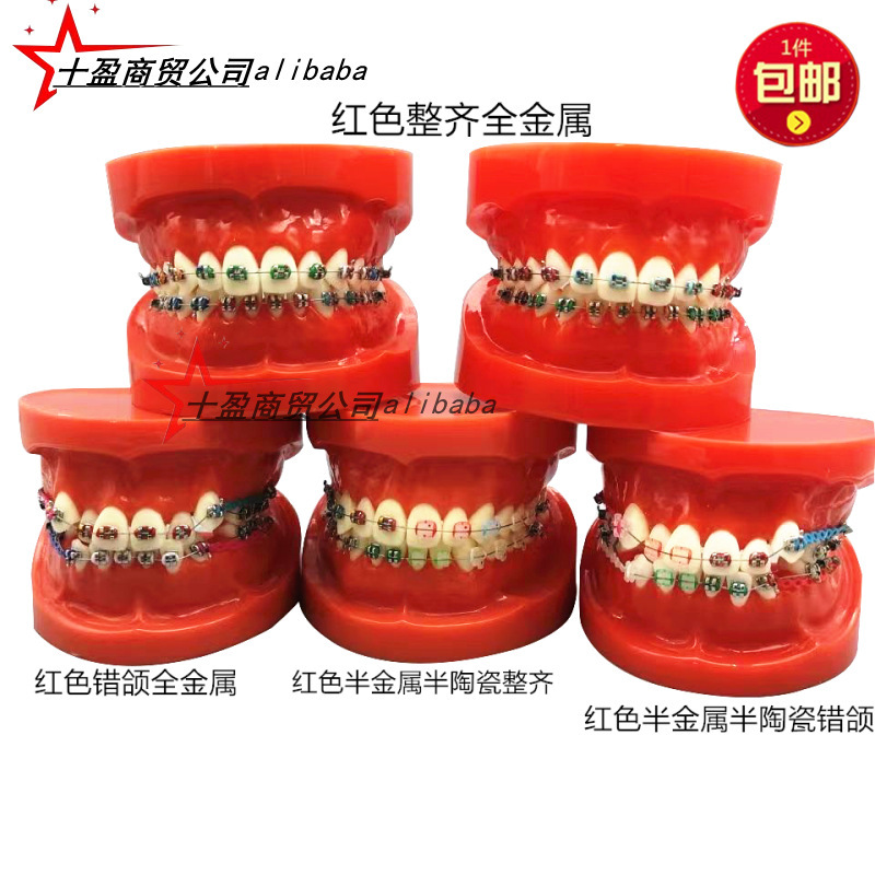Dental Model, Mandibular Display Model, Neat Tooth Model, Ligament Bracket with Anti-nail Denture Column, Free Shipping Dental Model, Mandibular Display Model, Neat Tooth Model, Ligament Bracket with Anti-nail Denture Column, Free Shipping