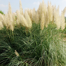 基地批发矮蒲苇种苗 环境绿化经典观赏草 多年生草本植物道路公园