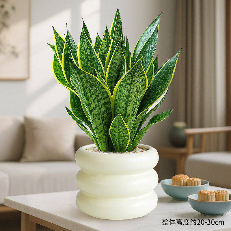 Select a+ grade phnom penh tiger orchid + donut pot + ceramics + fertilizer