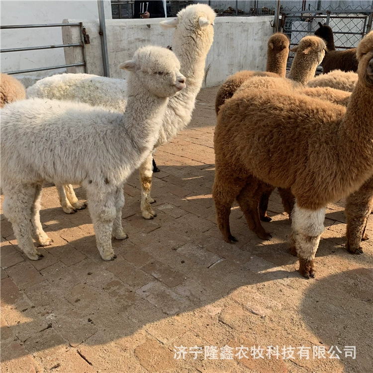 Домашние животные альпака Живые детеныши Живописная арендуя альпака Белая альпака саженец взрослой декоративной альпаки