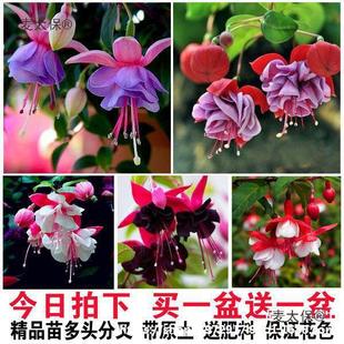 �ذ굹����R���Ի����҃ȾGֲ���\�������猚ɏ�����R����
