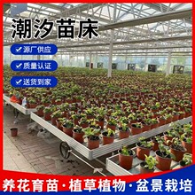 ��ϫ�紲���{���������Ҵ���Nֲ�����紲�W�߲˻����r�I�����紲