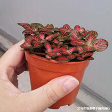 ������ֱ�������lС�~С����W�y�ݣ�80) ̦�\����ֲ���쾰�W�y��