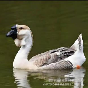 С����������ڴ���Z�a����С�Z�д������ļ��Z�a���Z&middot;