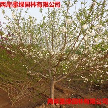 碧桃 青叶白花碧桃5公分以上 冠幅好 树型优美 苗圃直供