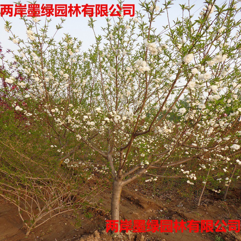 碧桃 青叶白花碧桃5公分以上 冠幅好 树型优美 苗圃直供