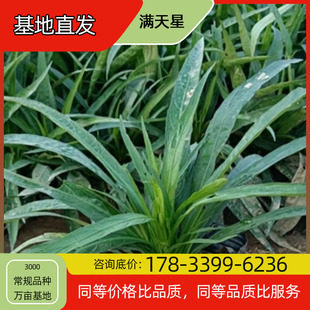 Cululi Flower Seedling Potted Base Planting, Four-Season Flowering, Courtyard Planting, Green Plant Project, Greening Seedlings, Easy to Breed