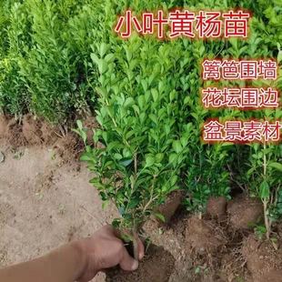 Boxwood Saplings, Courtyard Flower Beds, Hedges, Cold-Resistant Foliage, Flower Shrubs, Four-Season Evergreen Greening Seedlings