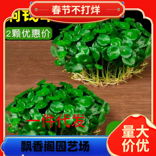 һ�����l�~�X��ˮ��ֲ���Ϙ������҃���ˮ�B���~���X�ݸ�ѿ���B��