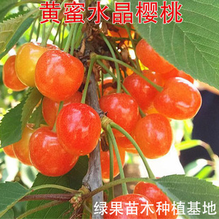 �S��ˮ��������� �S�ۙ����� �޽ә����� �Ϸ������Nֲ������ľ
