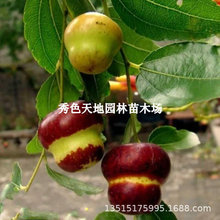 oĥPڼ޽ӗͺͥԺϱNֲ