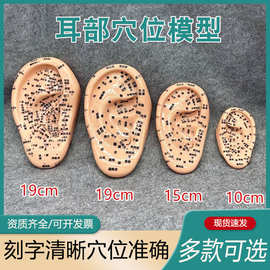 丰帆19cm耳朵穴位模型按摩耳针灸耳模型反射区模型刻字清晰经络耳