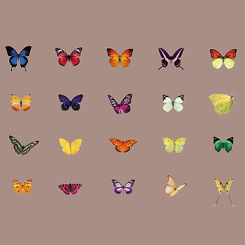 화려한 호랑나비