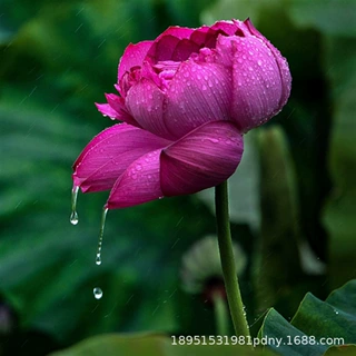 重瓣观赏荷花种藕苗碗莲花苗荷花盆栽水养四季开花阳台池塘大