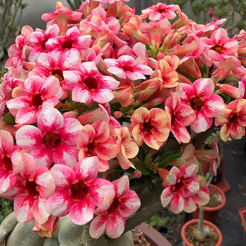 # 2 황후-사막(3년생 모종) 그해에 피어난다