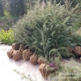 ѩ���� ѩ��С�� ѩ�ɘ���  �G��������ľҎ���Rȫ  ���󃞻�