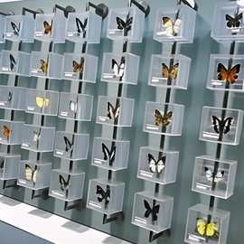 贝壳昆虫干花亚克力动植物标本展示盒动植物旋转景观墙翻转陈列盒