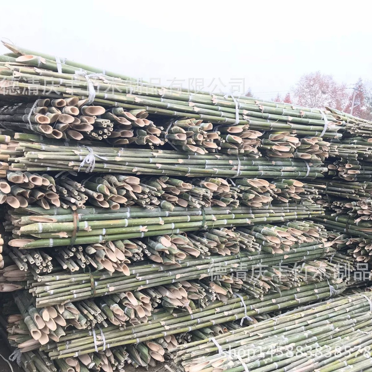 Место происхождения поставляет сельскохозяйственный ямс для посадки гладкого старого бамбука Мосо