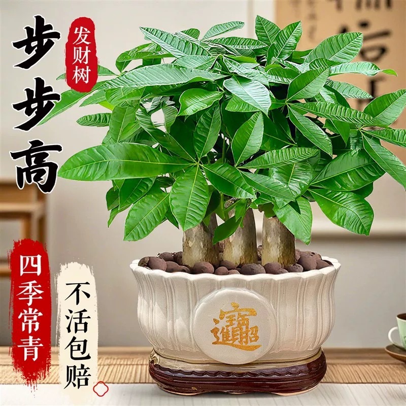 Money Tree Potted Easy-To-Live Plants Indoor Living Room Green Plants Small Bonsai Evergreen Indoor Potted Flowers All Year Round