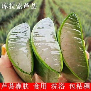 可食用蘆薈吃播專用庫拉索蘆薈鮮葉片美容院美容灌膚專用蘆薈盆栽